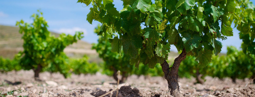 La Garnacha Peninsular