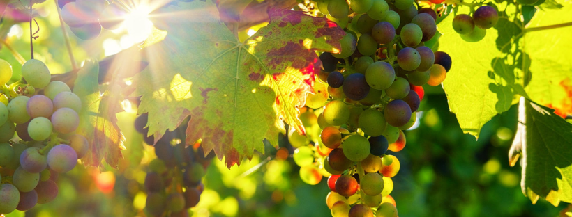 Garnachas de España Online - POR PUBLICAR